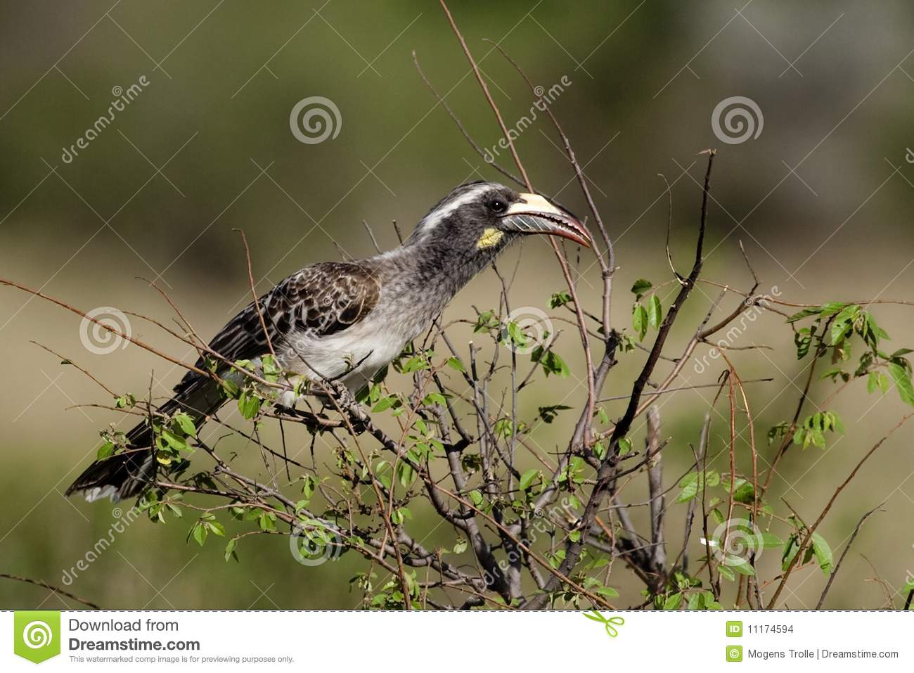 Grey Hornbill clipart #8, Download drawings