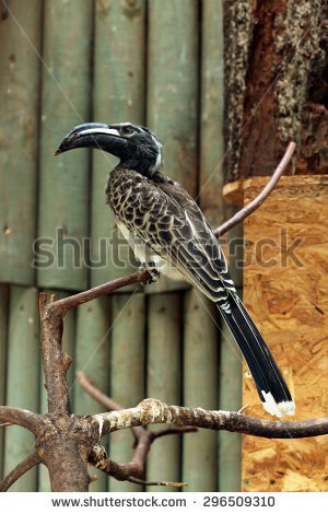 Grey Hornbill clipart #6, Download drawings