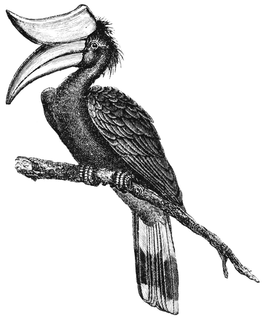 Grey Hornbill clipart #11, Download drawings