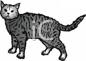 Grey Tabby clipart #18, Download drawings