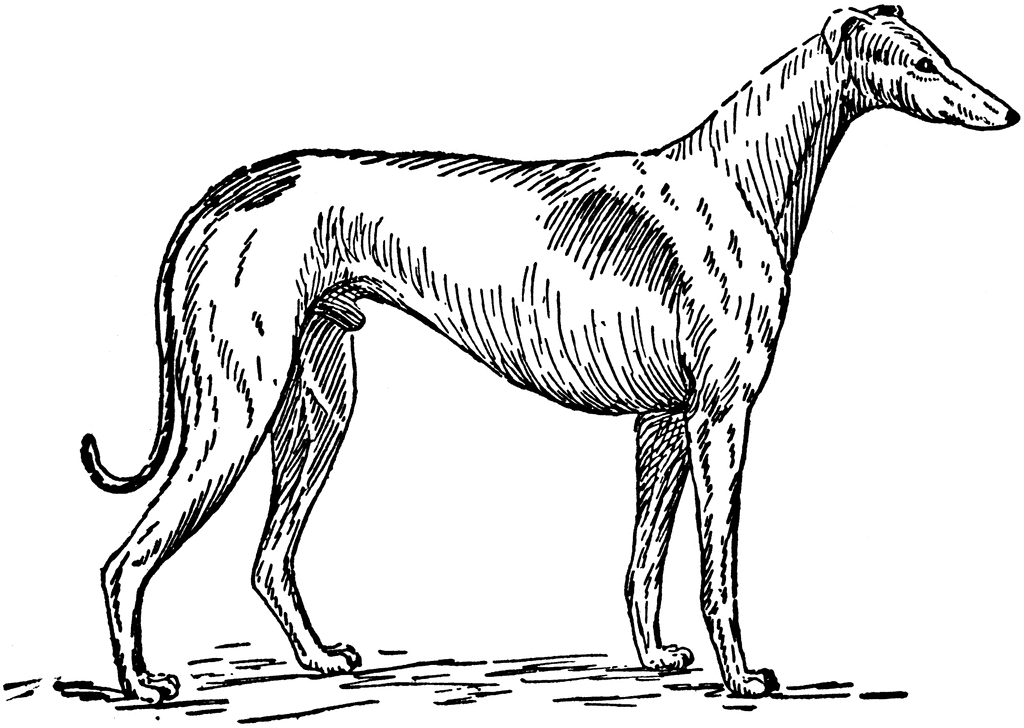 Greyhound clipart #3, Download drawings