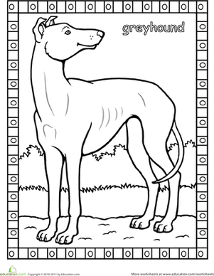 Greyhound coloring #7, Download drawings