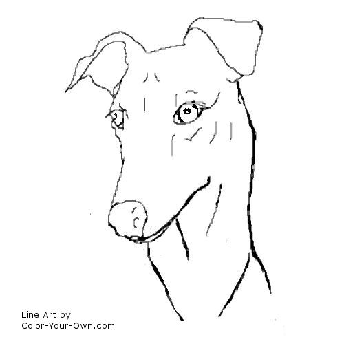 Greyhound coloring #5, Download drawings