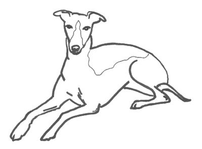 Greyhound coloring #12, Download drawings