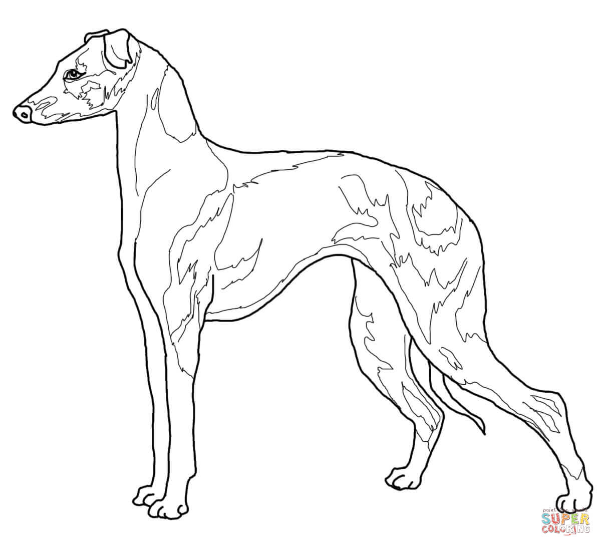 Greyhound coloring #16, Download drawings