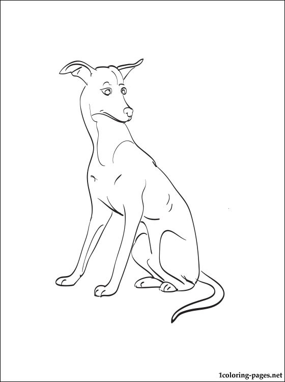 Greyhound coloring #20, Download drawings