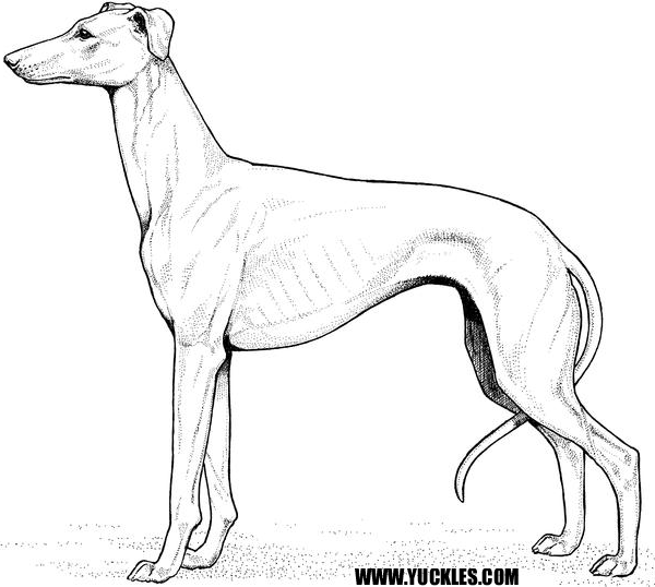 Greyhound coloring #1, Download drawings