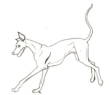 Greyhound coloring #14, Download drawings