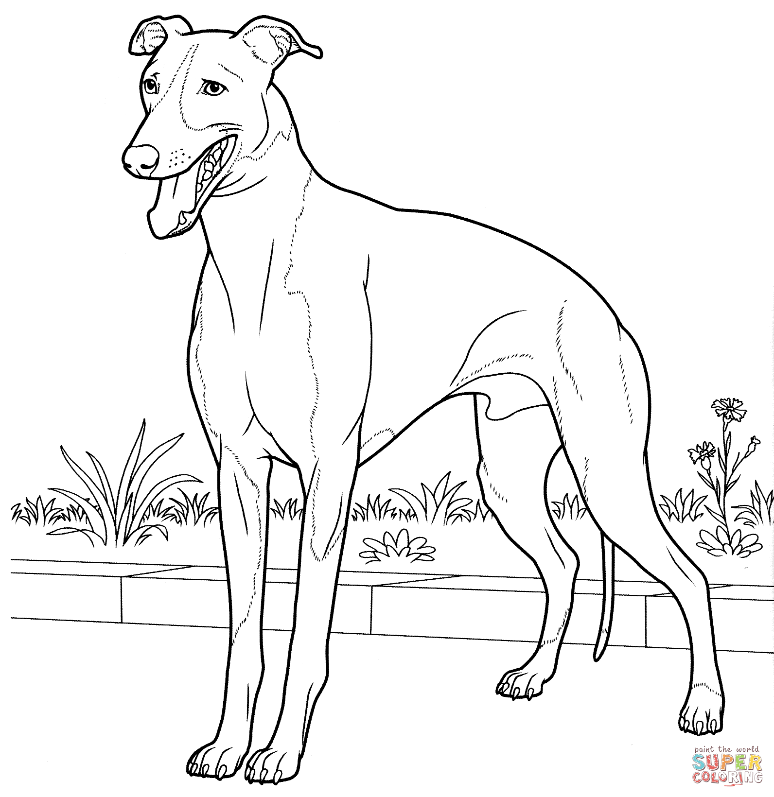 Greyhound coloring #11, Download drawings