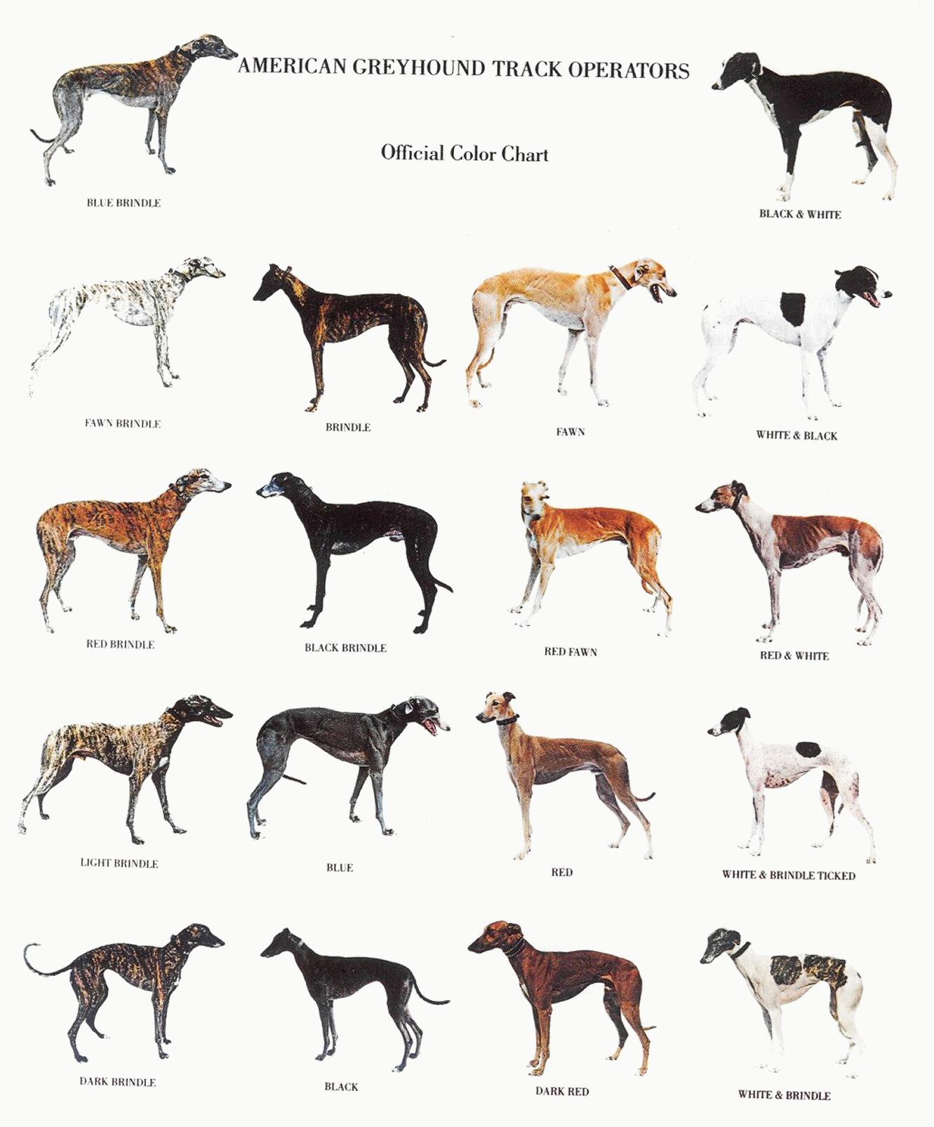Greyhound coloring #8, Download drawings
