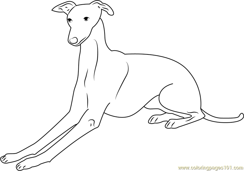 Greyhound coloring #9, Download drawings