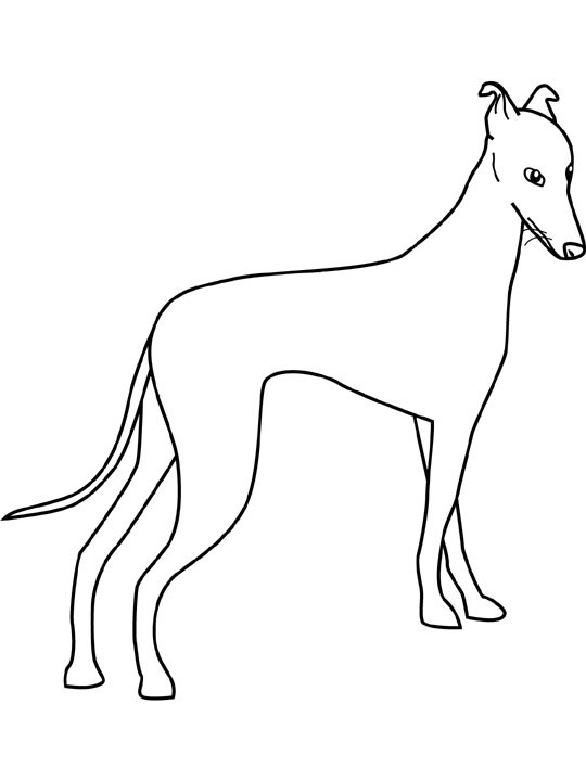 Greyhound coloring #6, Download drawings