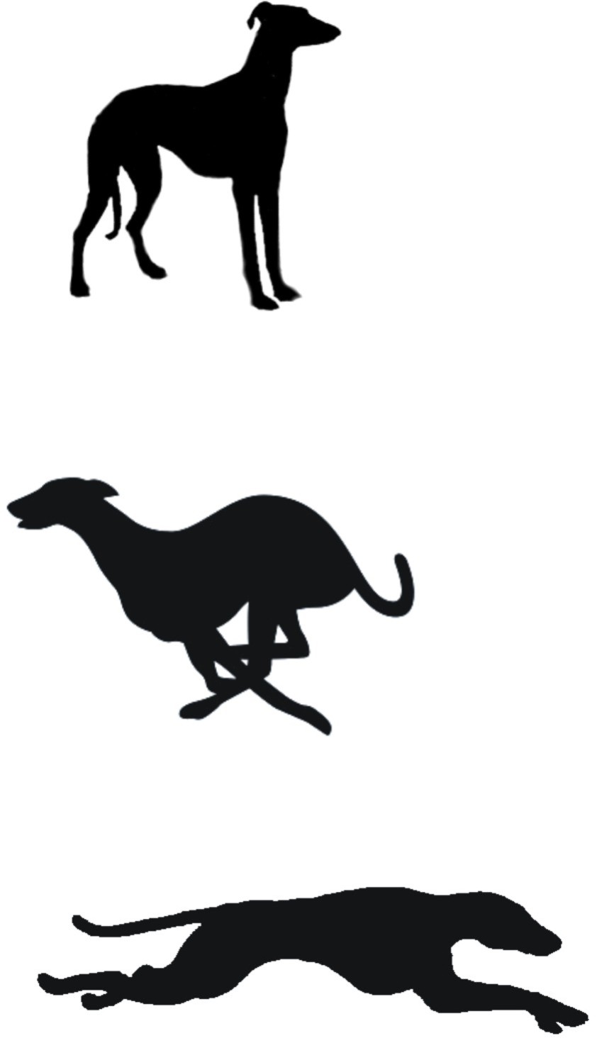 Greyhound svg #5, Download drawings