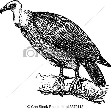 Griffon Vulture clipart #5, Download drawings