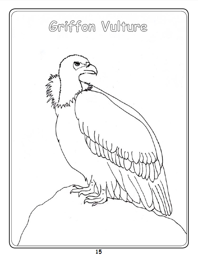 Griffon Vulture coloring #18, Download drawings