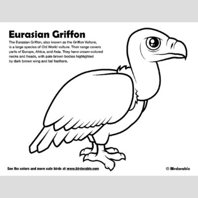 Griffon Vulture coloring #15, Download drawings