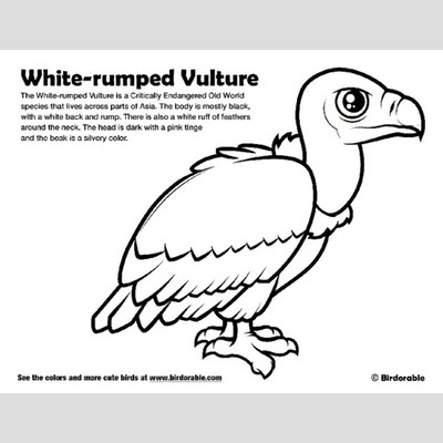 Griffon Vulture coloring #3, Download drawings