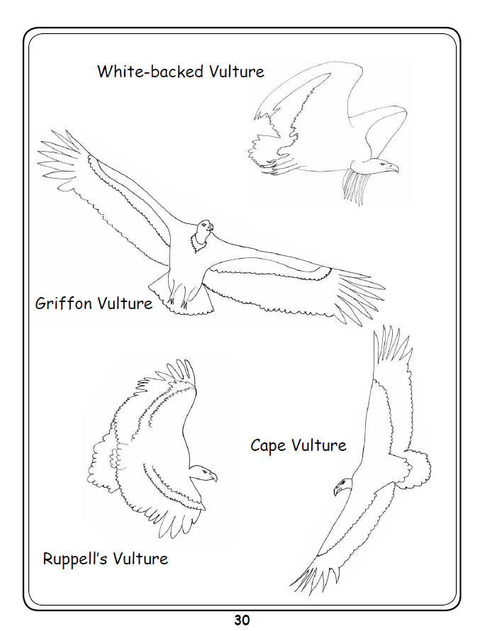 Griffon Vulture coloring #9, Download drawings