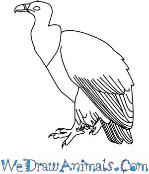 Griffon Vulture coloring #11, Download drawings