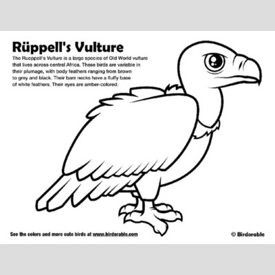 Griffon Vulture coloring #10, Download drawings