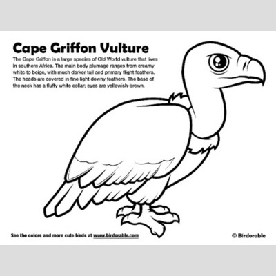 Griffon Vulture coloring #20, Download drawings