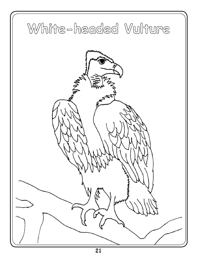 Griffon Vulture coloring #16, Download drawings