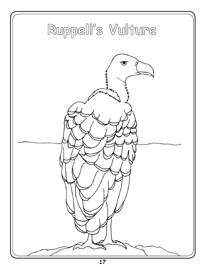 Griffon Vulture coloring #17, Download drawings