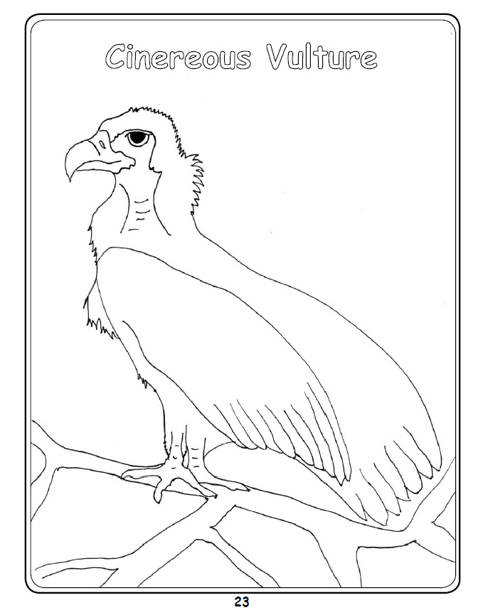 Griffon Vulture coloring #1, Download drawings