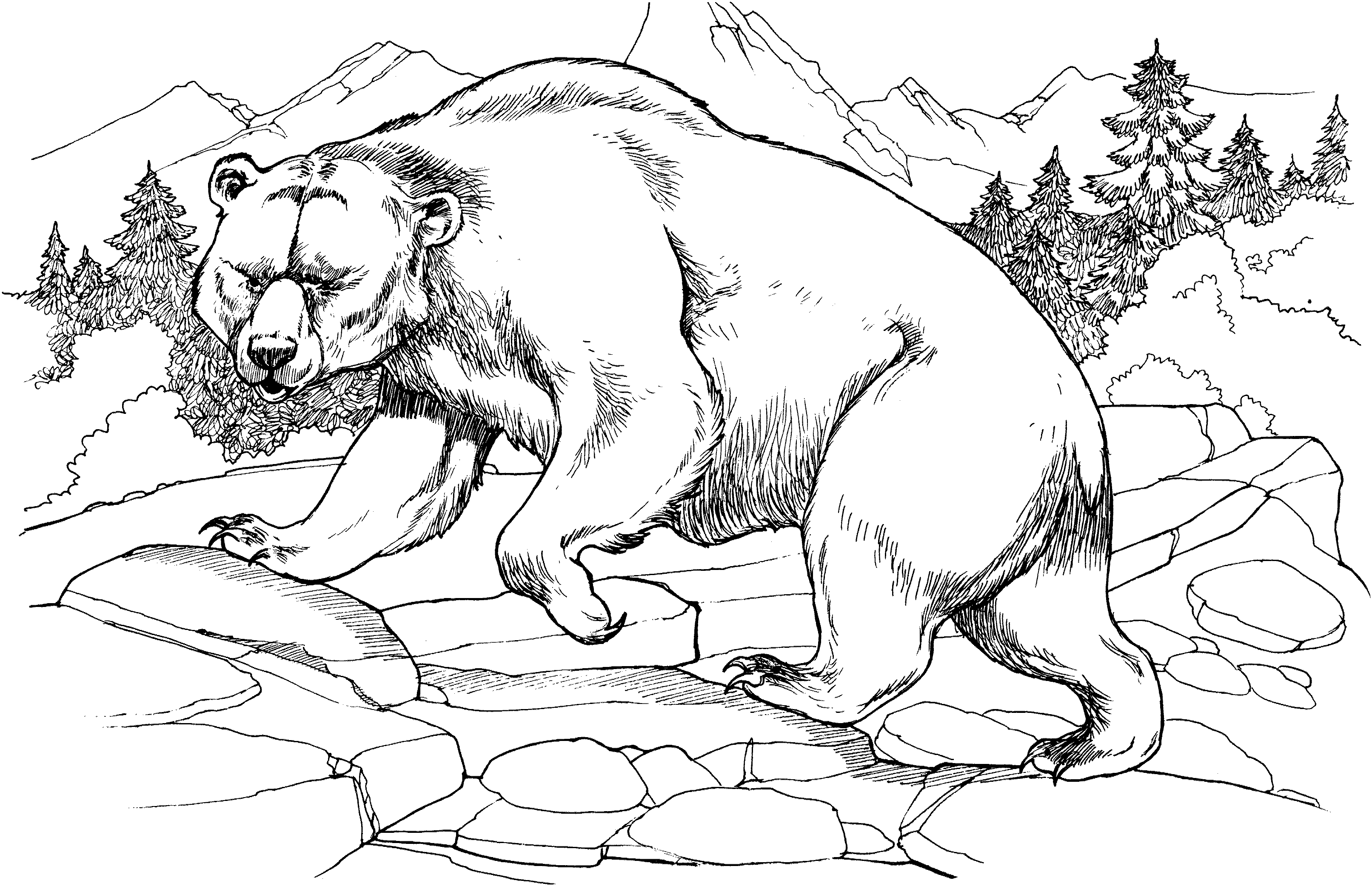 Grizzly Bear coloring #7, Download drawings