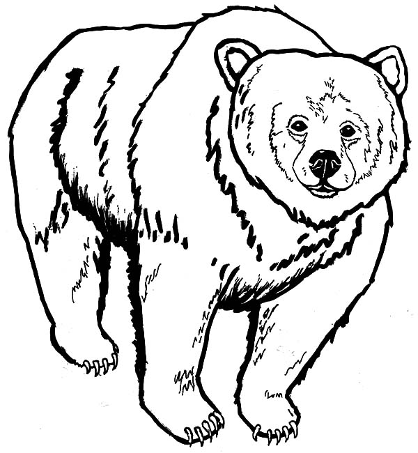 Grizzly Bear coloring #12, Download drawings