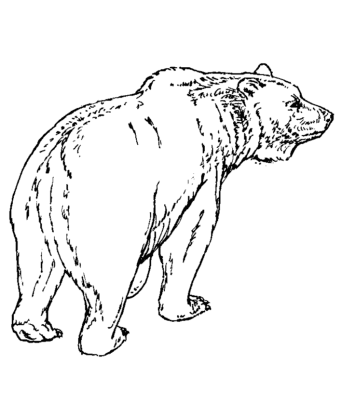 Grizzly Bear coloring #13, Download drawings