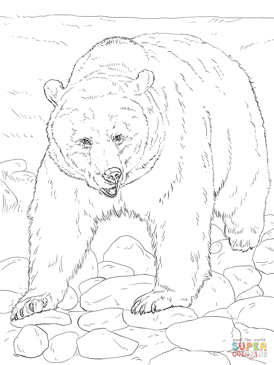Grizzly Bear coloring #9, Download drawings