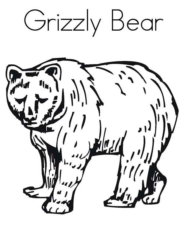 Grizzly coloring #5, Download drawings