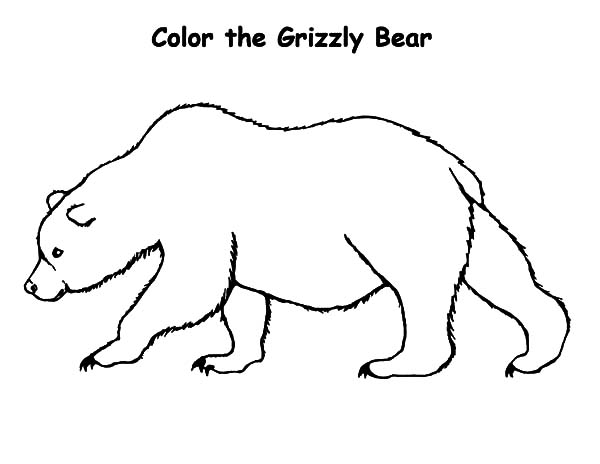 Grizzly coloring #7, Download drawings
