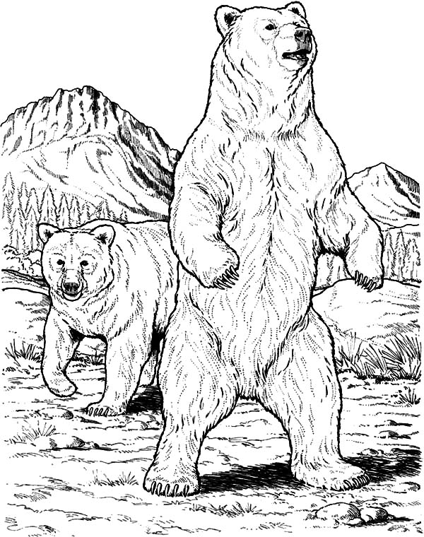 Grizzly coloring #9, Download drawings