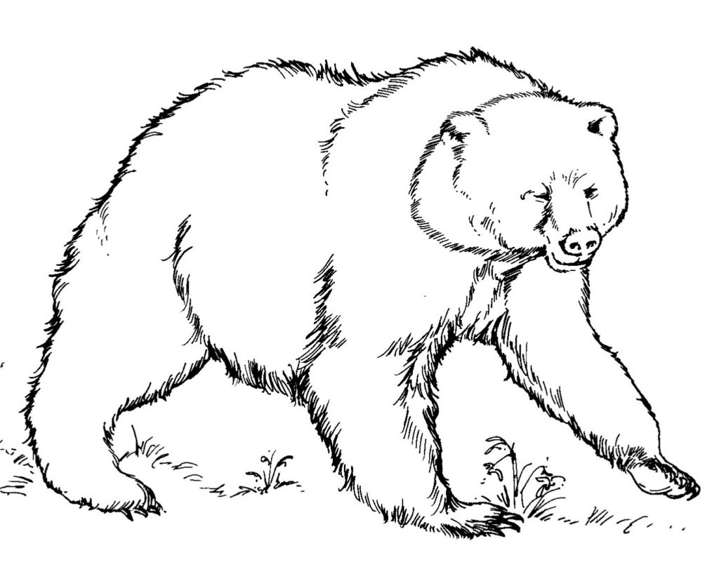 Grizzly Family coloring #19, Download drawings