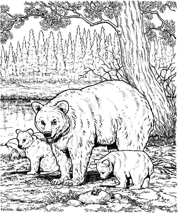 Grizzly Family coloring #16, Download drawings