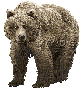 Grizzly Family In Spring clipart #1, Download drawings