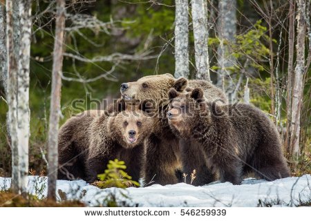 Grizzly Family In Spring coloring #2, Download drawings