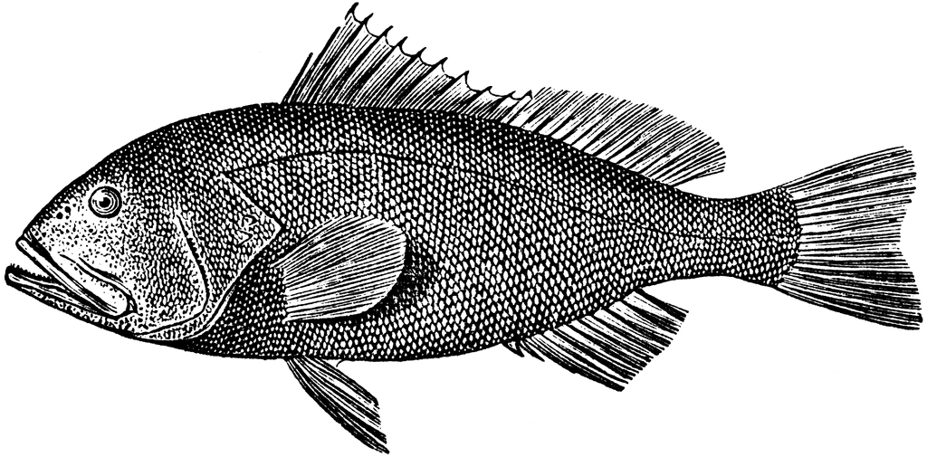 Grouper clipart #1, Download drawings