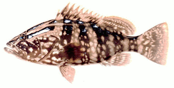 Grouper clipart #4, Download drawings