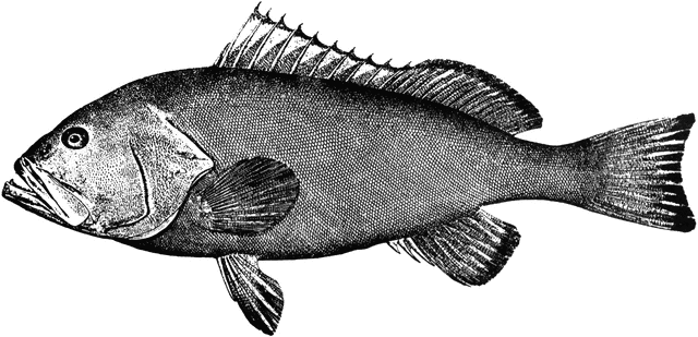 Grouper clipart #9, Download drawings