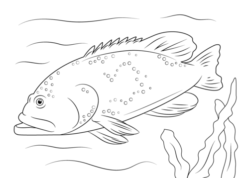 Grouper coloring #5, Download drawings