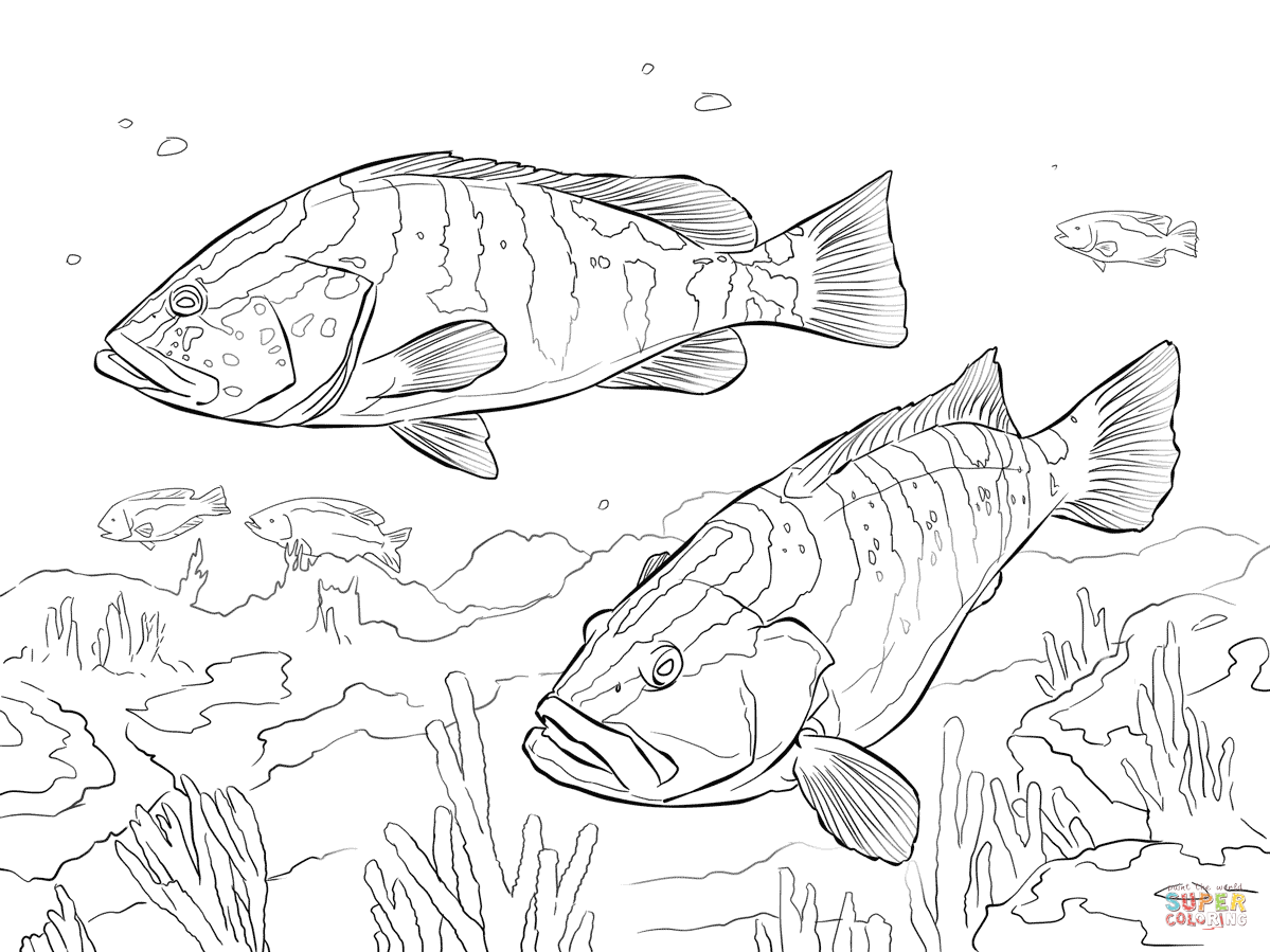 Grouper coloring #12, Download drawings