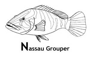 Grouper coloring #20, Download drawings