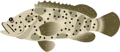 Grouper svg #15, Download drawings