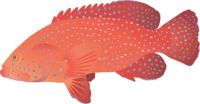 Grouper svg #13, Download drawings