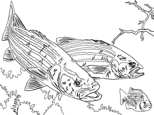 Guadalupe River coloring #19, Download drawings