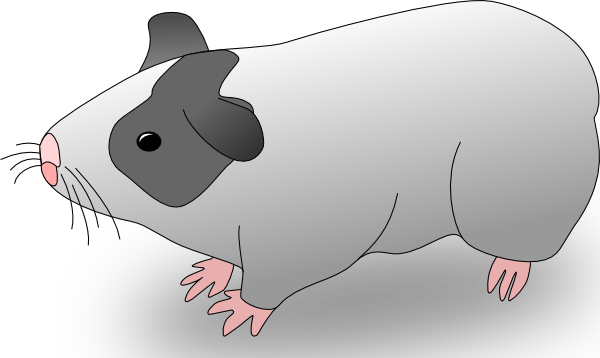 Guinea Pig clipart #3, Download drawings