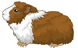 Guinea Pig clipart #11, Download drawings